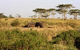 TANZANIA - Serengeti National Park - Ippopotami - 1